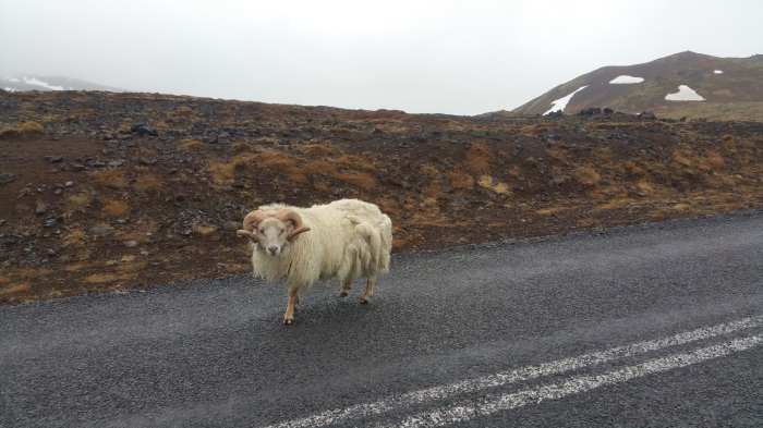 Iceland Sheep 1